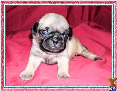 Pug Puppies for Sale